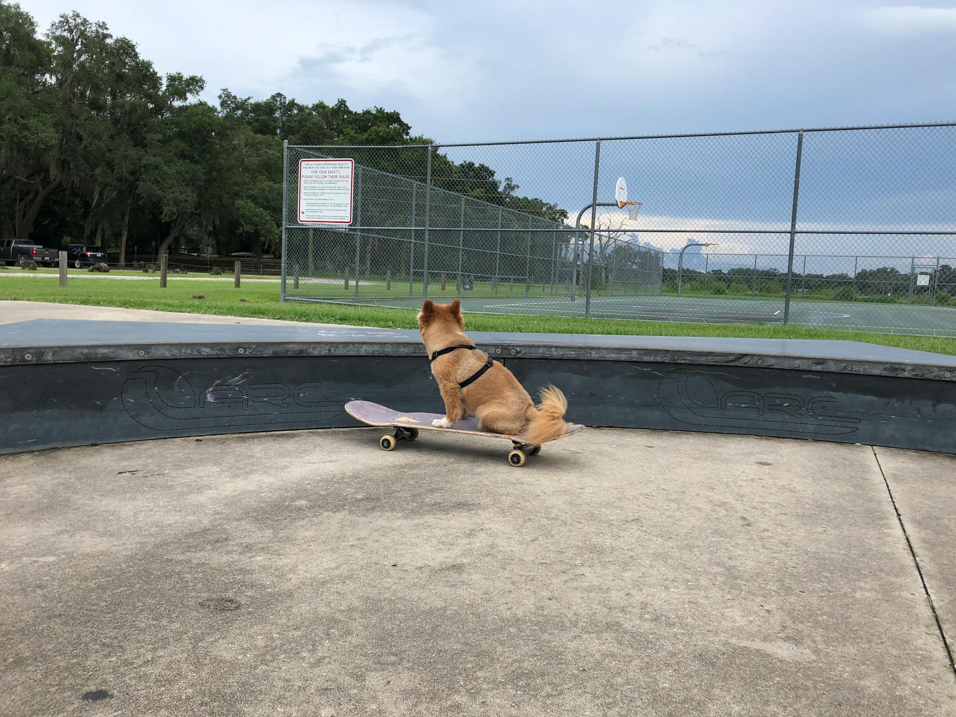 A Dog on a Skateboard