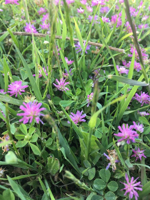 Photos gratuites de fleur violette, fleurs violettes, fond violet clair