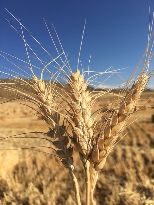 Free stock photo of buckwheat, golden yellow, wheat