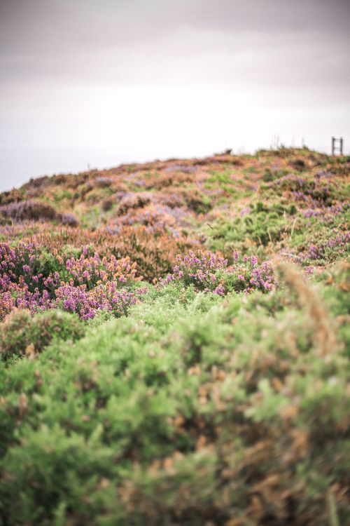 Free Serene view of blooming heather fields under a cloudy sky. Ideal for nature themes. Stock Photo