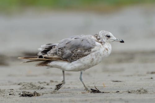 Close-Up Shot of Ring-Billed Gull on the Sand
