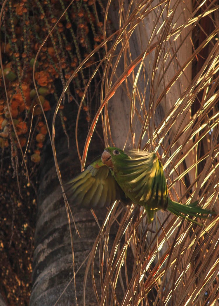 A Parakeet Flying Near Dry Leaves