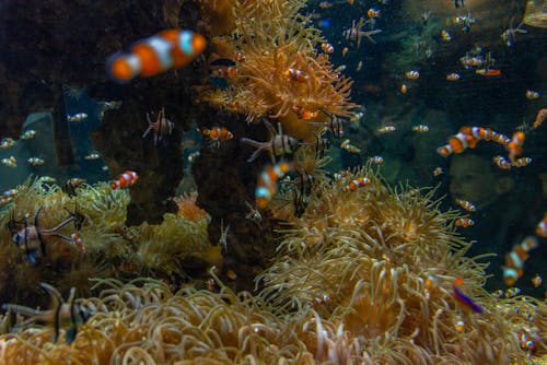 Close-Up Photo of Clownfish Near a Coral Reef