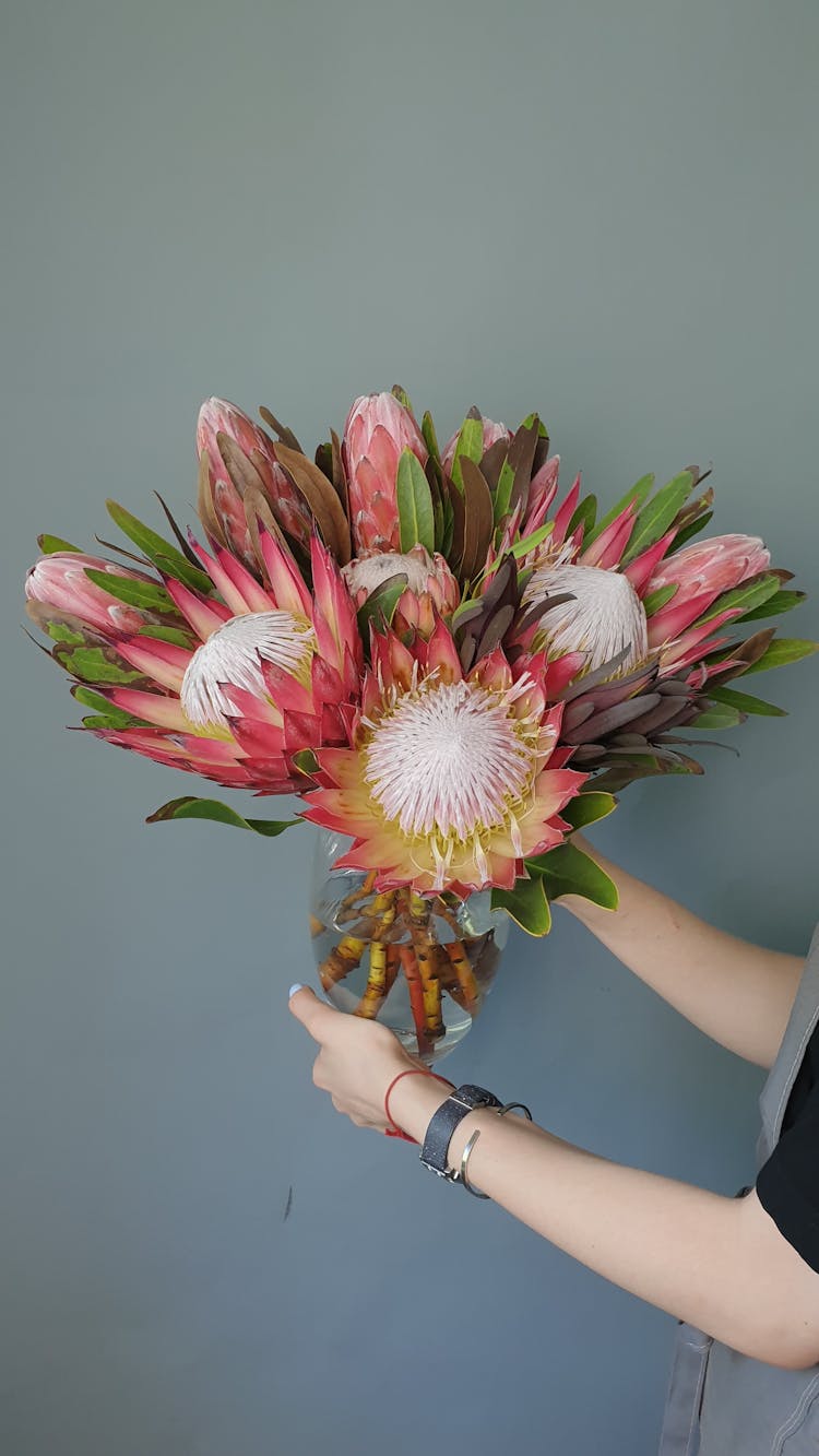 Woman Holding A Bunch Of Beautiful King Protea Flowers 