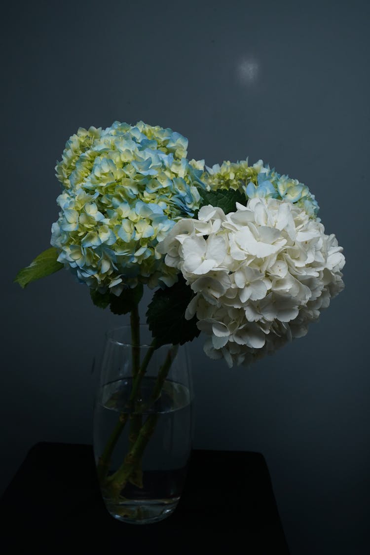 Hydrangea Flowers In A Vase