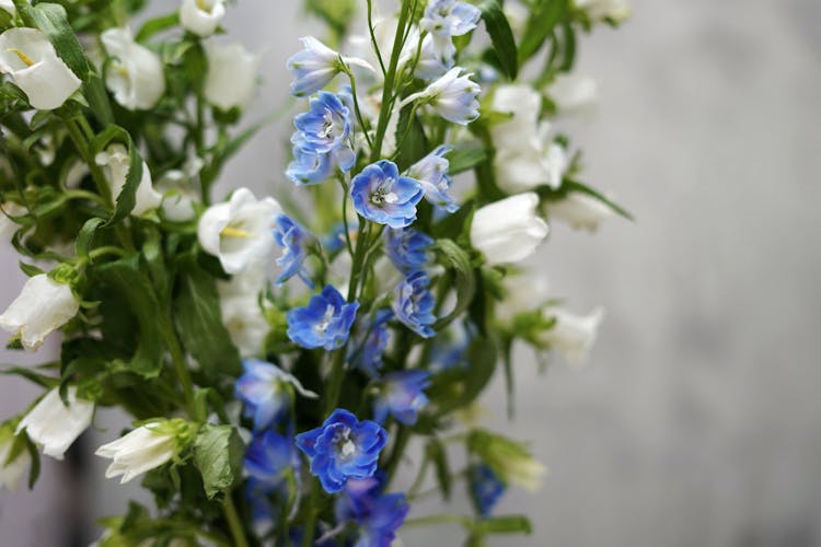 Blue And White Flowers In Tilt Shift Lens