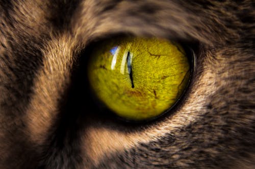 Macro Photography of Green Cat's Eye