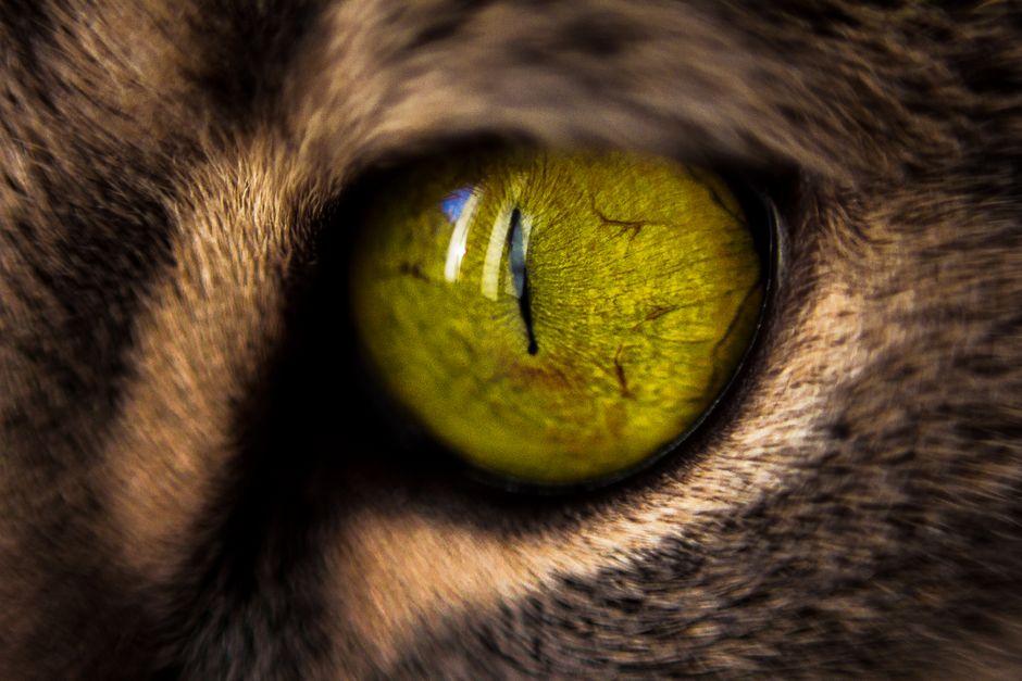 A close-up macro shot of a hazel eye showing the intricate patterns of green, gold, and brown colors in the iris.
