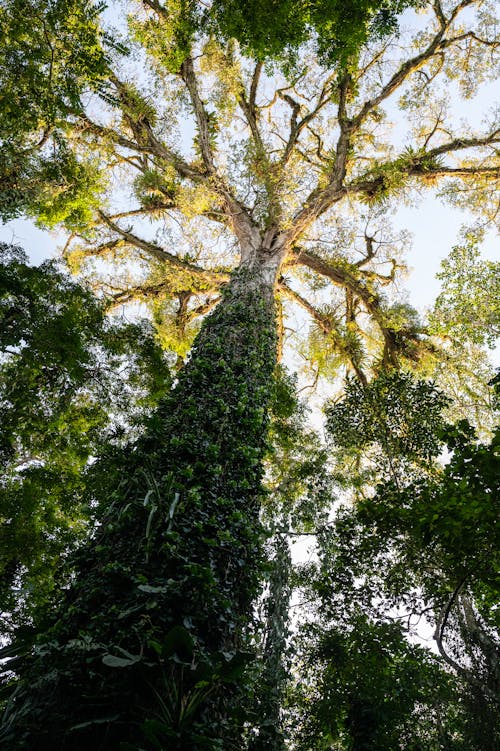 Low Angle Shot of Tree