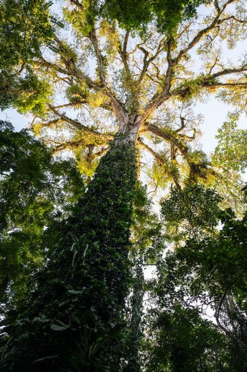 Free Majestic upward view of a tall tree covered in greenery, reaching towards the sky. Stock Photo
