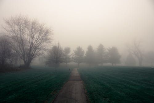 Gray Concrete Pathway Between Green Grass Field with Bare Trees