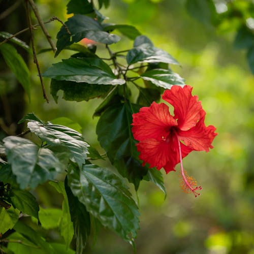 Photos gratuites de arrière-plan flou, feuilles, fleur rouge