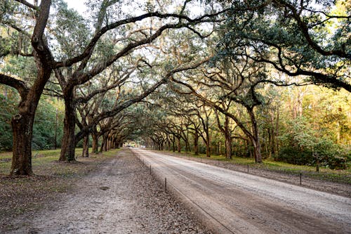 Dirt Road Between Trees