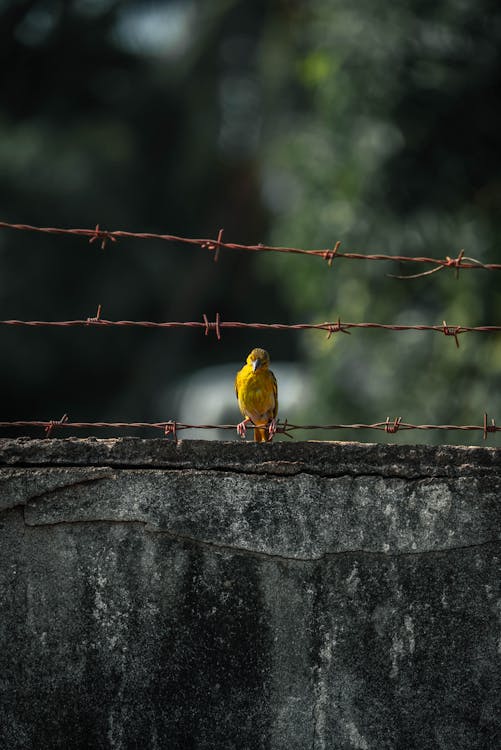 Yellow Bird on Barbed Wire Fence