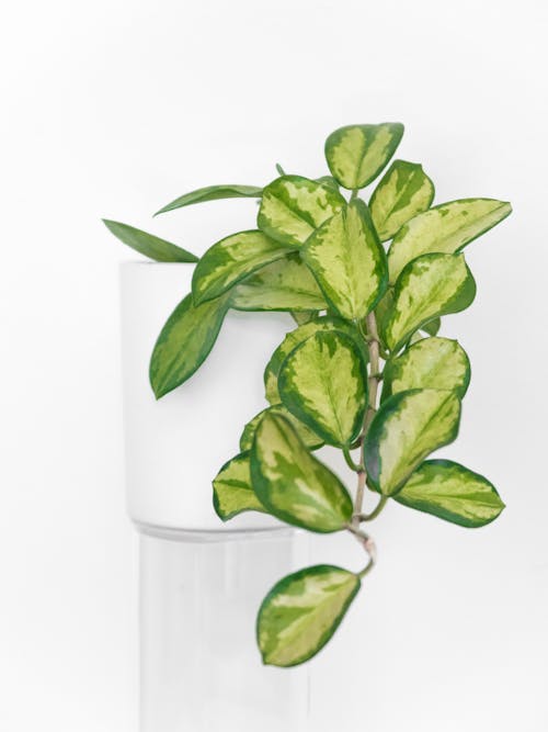 Green Leaves of Plant in White Ceramic Pot
