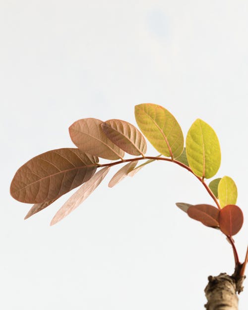 Close-Up Shot of Leaves on White Background