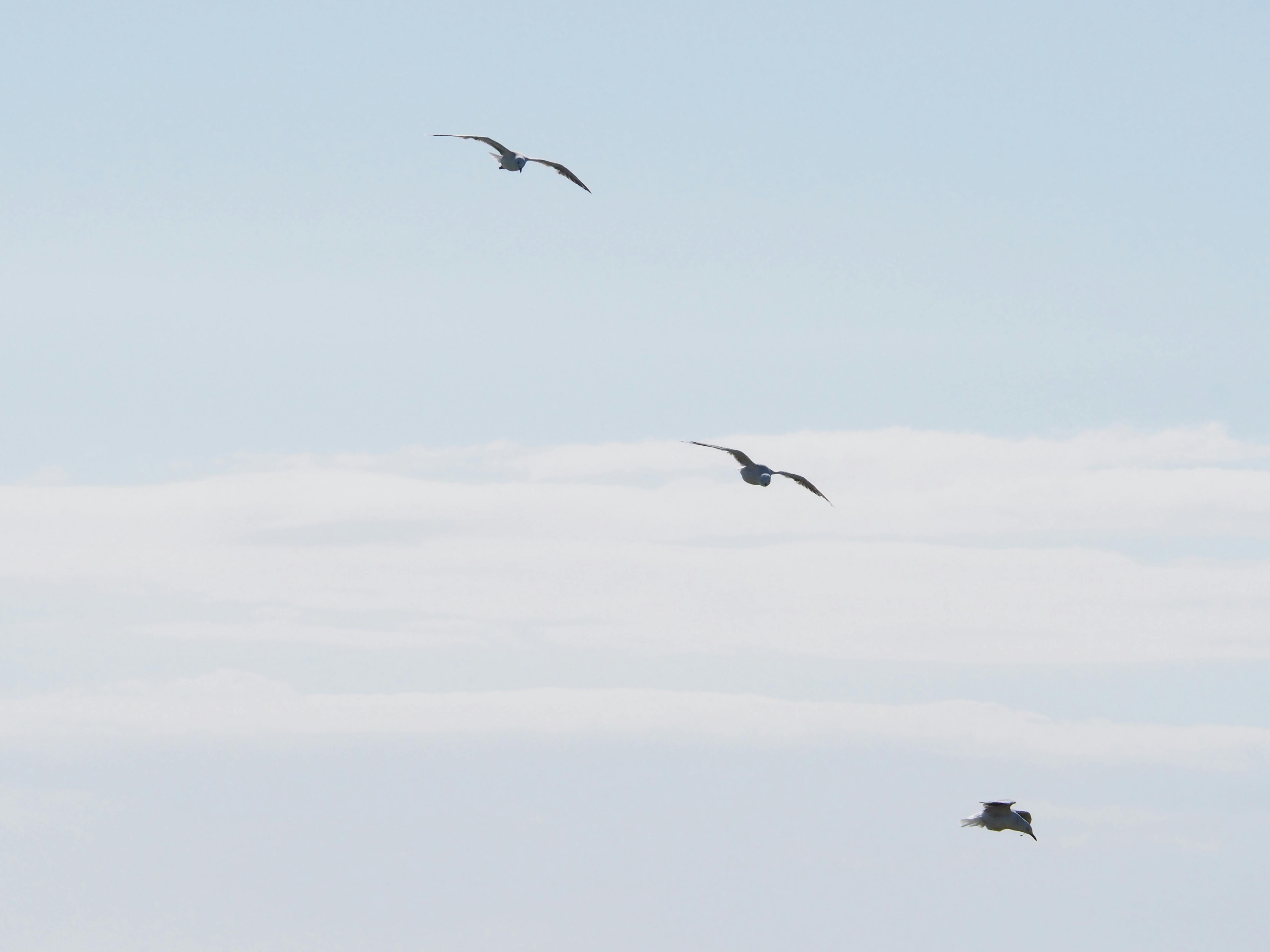 three birds flying under blue sky at daytime