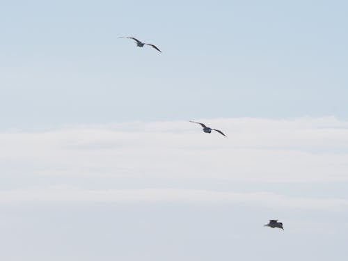 Три птицы летают под голубым небом в дневное время