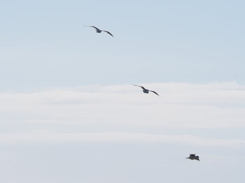 Three Birds Flying Under Blue Sky at Daytime