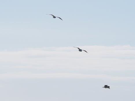 在清澈的蓝天上，三只海鸥优雅翱翔，展现了自由与宁静