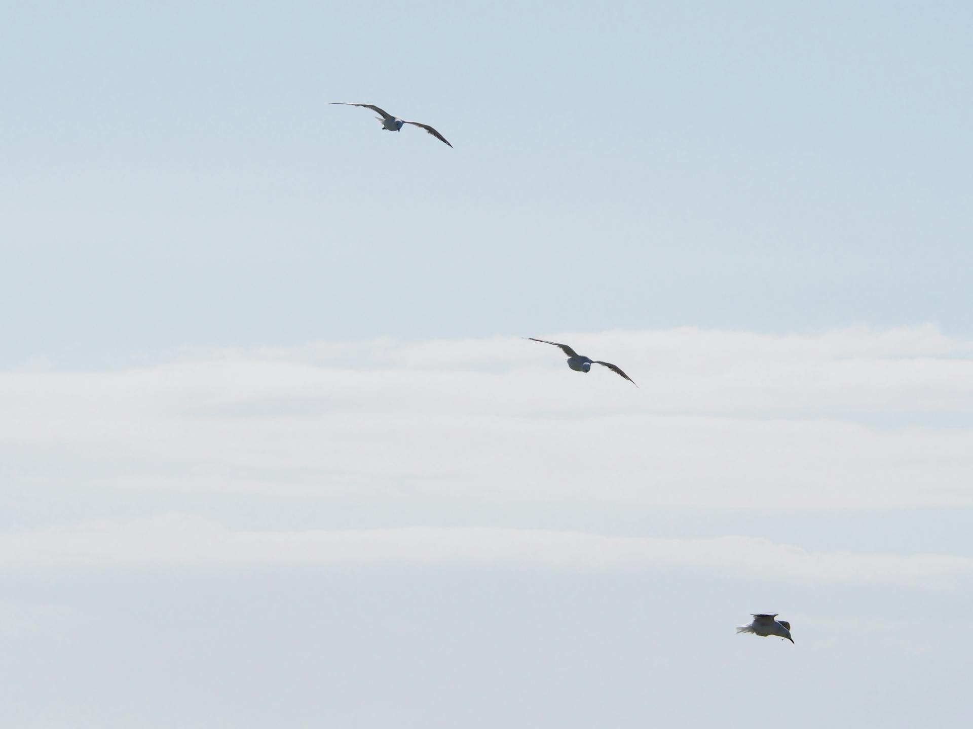 Three seagulls soaring gracefully against a clear blue sky, embodying freedom and tranquility.