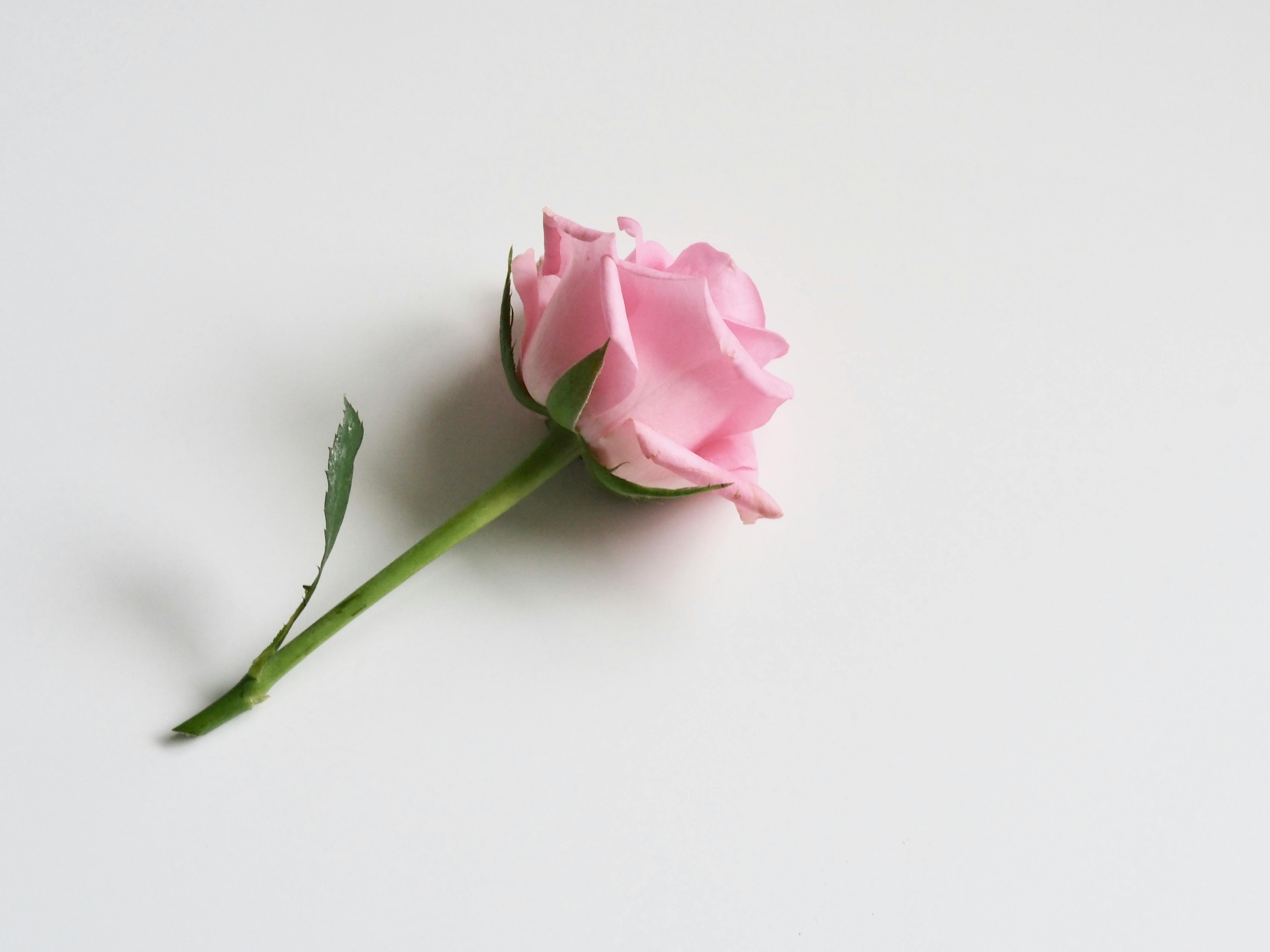 Photo Of Pink Rose On White Surface Free Stock Photo