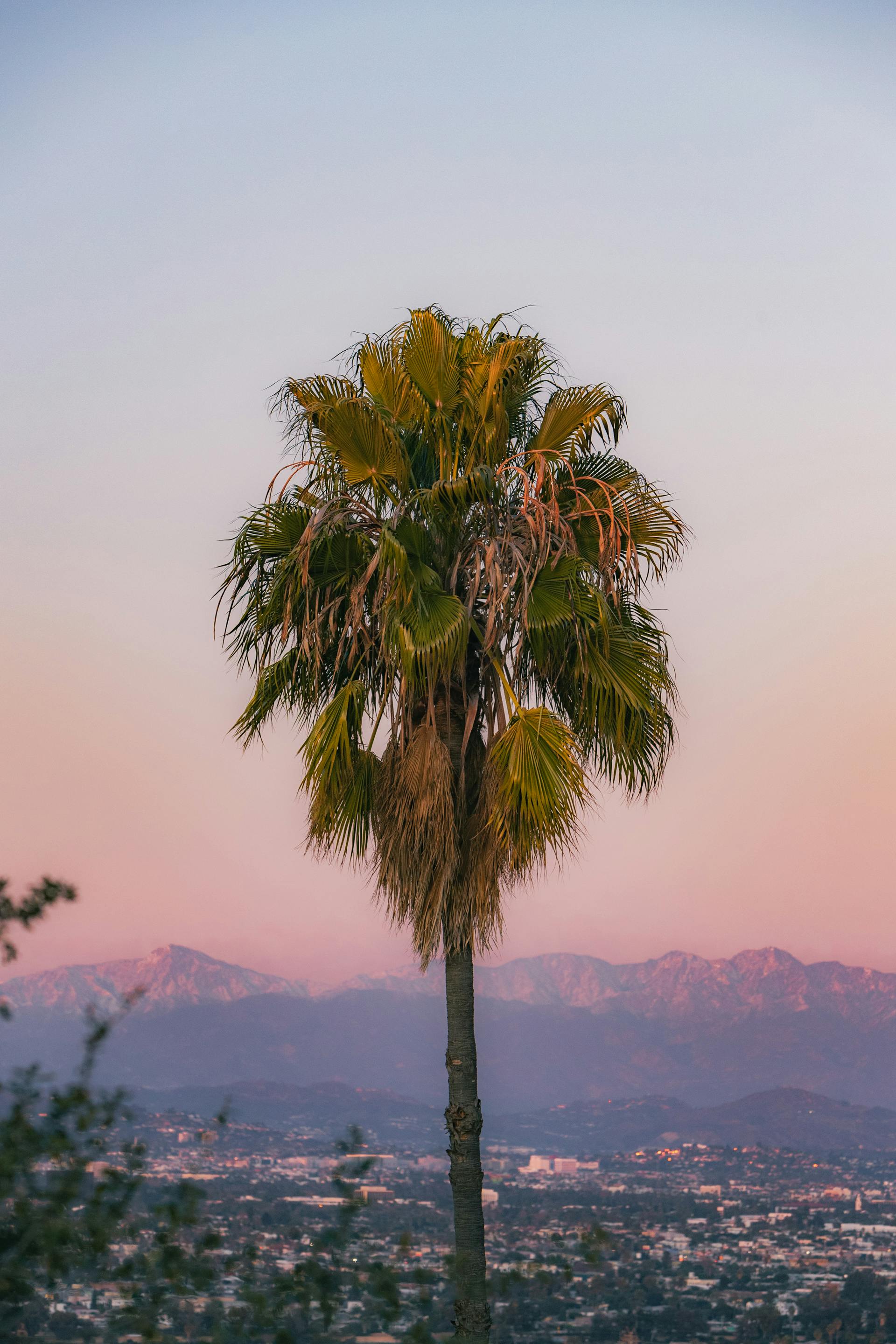 A tranquil view of a palm tree against the sunrise sky with Los Angeles in the background.