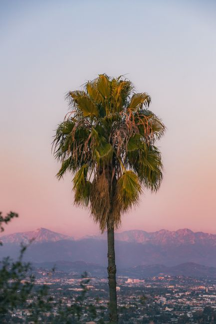 A tranquil view of a palm tree against the sunrise sky with Los Angeles in the background.