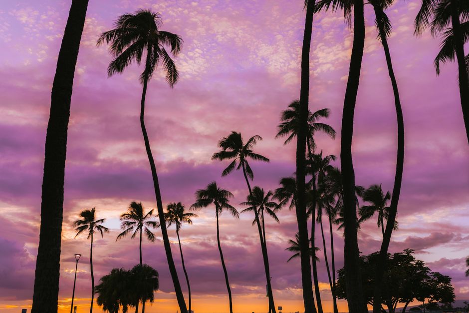 Silhouette of palm trees against a stunning purple sunset sky in Honolulu, Hawaii.