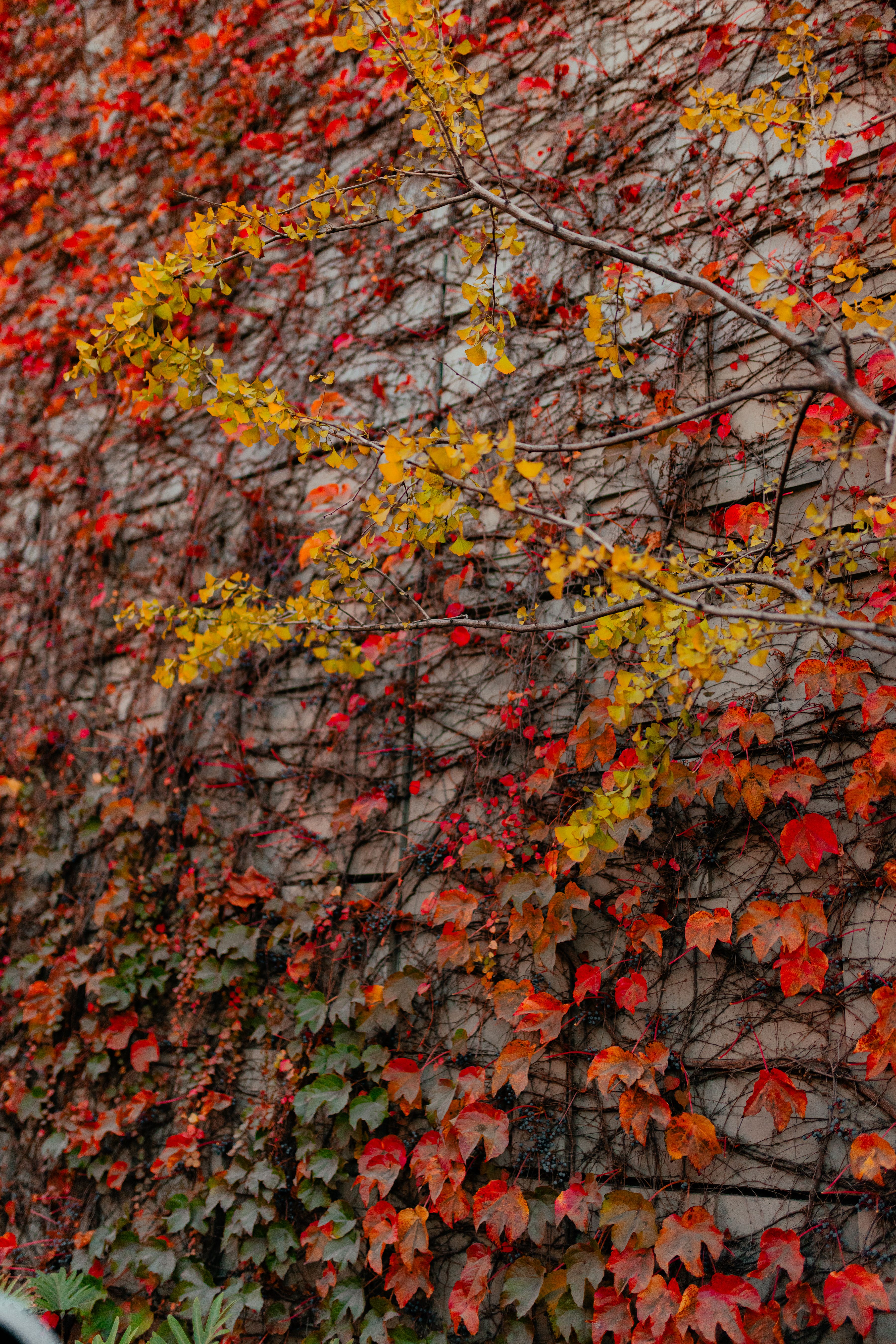 Golden Autumn Ivy on Old Brick Wall · Free Stock Photo