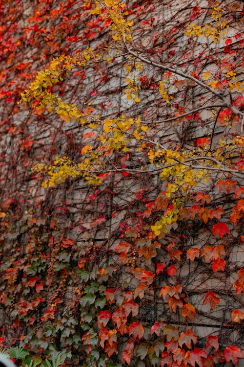 Red and Yellow Vines on Concrete Wall