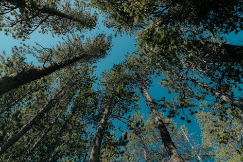Gratis Immagine gratuita di alberi, boschi, cielo Foto a disposizione