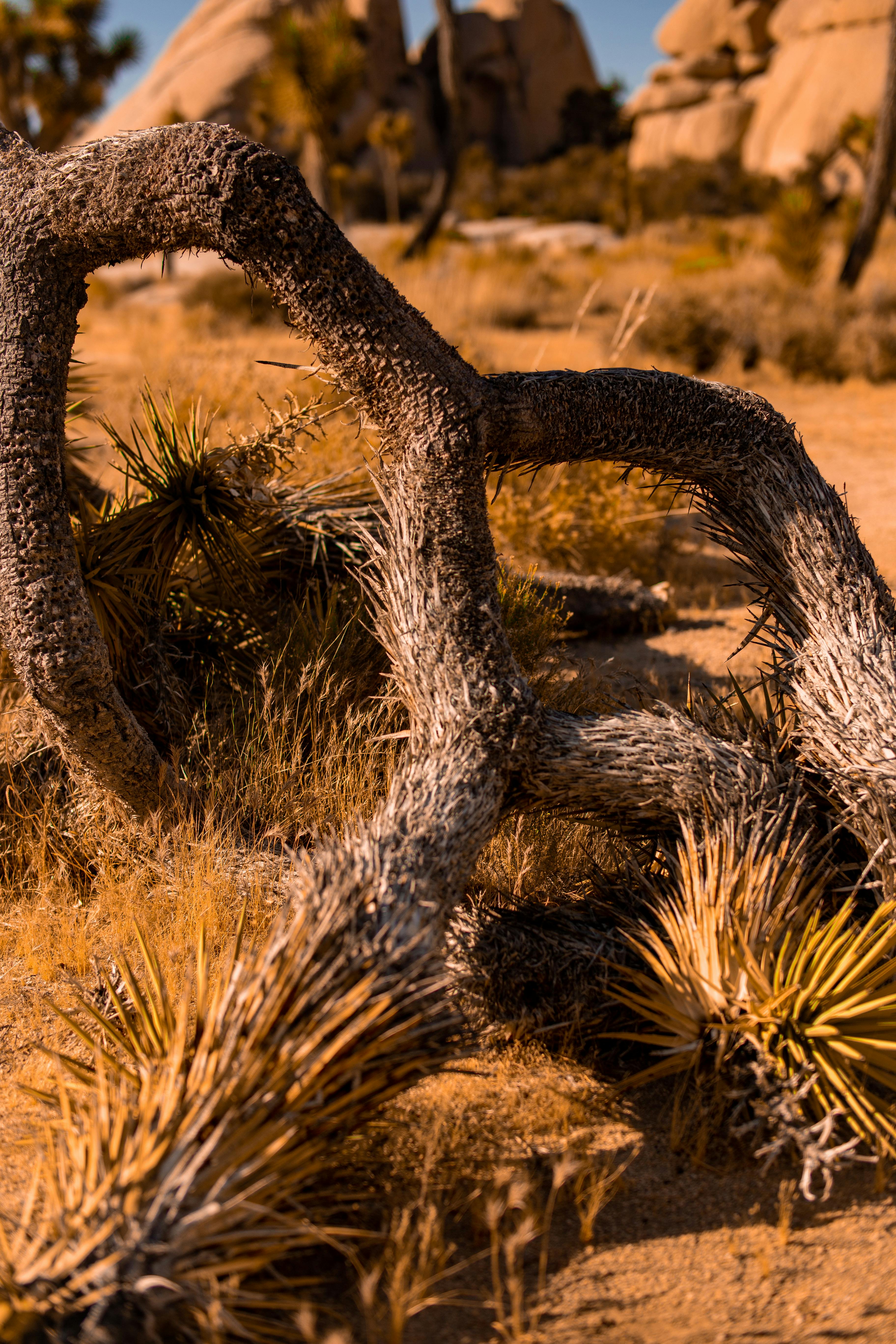 Joshua Tree Growing on Desert · Free Stock Photo