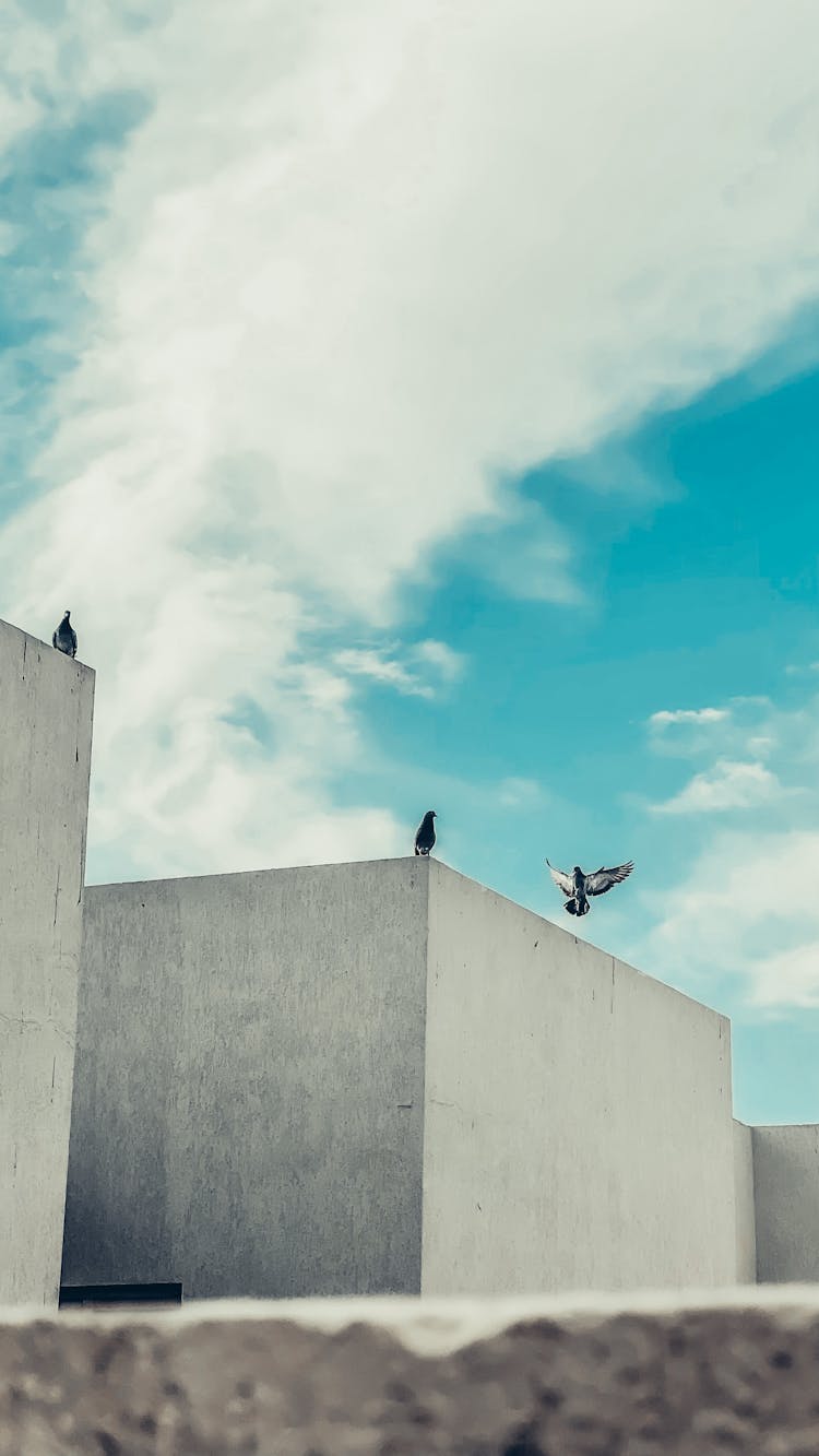 Birds Perched On Concrete Ledge