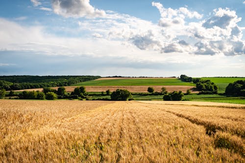 Foto profissional grátis de agricultura, área, árvores verdes