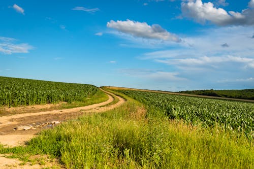 Farmland under the Cloudy Blue Sky