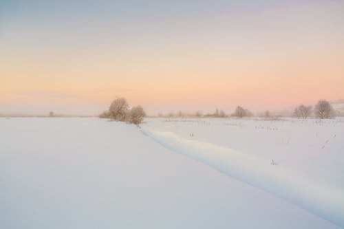 Foto d'estoc gratuïta de amb boira, arbres, boirina