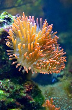 Close-up of colorful coral reef life captured underwater, showcasing vibrant marine beauty.