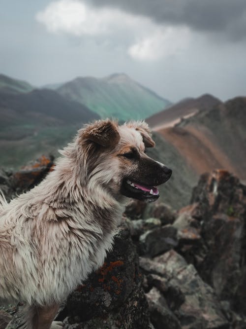 側面圖, 動物攝影, 垂直拍摄 的 免费素材图片