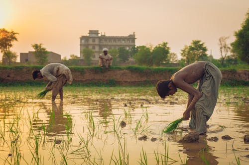 Безкоштовне стокове фото на тему «водно-болотні угіддя, Захід сонця, збір рису»