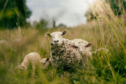 Free A peaceful scene of sheep grazing in a lush, grassy meadow with a blurred background. Stock Photo