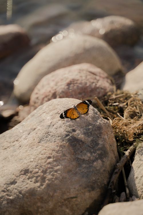Free Monarch butterfly perched on sunlit rocks by the river, showcasing vibrant colors. Stock Photo