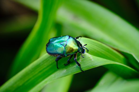  Rose Chafer Beetle on Green Leaf