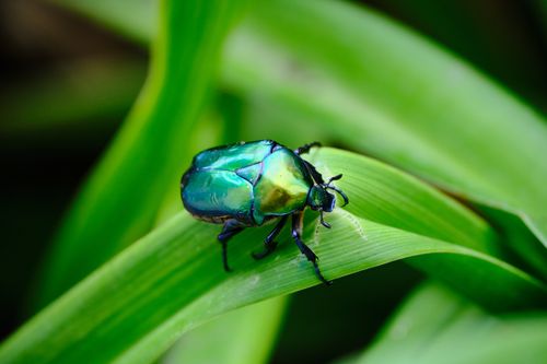 Free Macro shot of a shiny rose chafer beetle on a green leaf, showcasing vibrant colors. Stock Photo