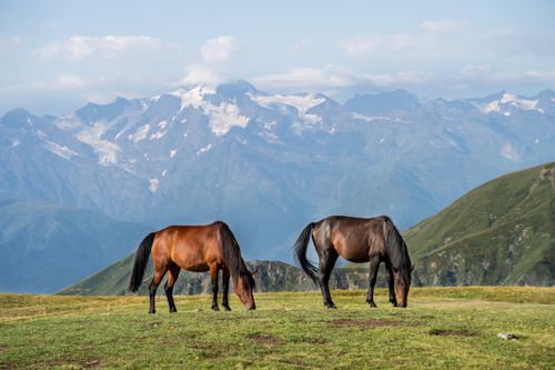 Free Two horses peacefully grazing on a mountain meadow with scenic peaks in the background. Stock Photo