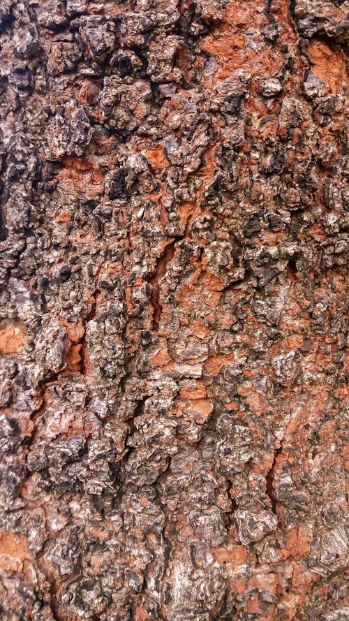 Tree Bark in Close Up Photography