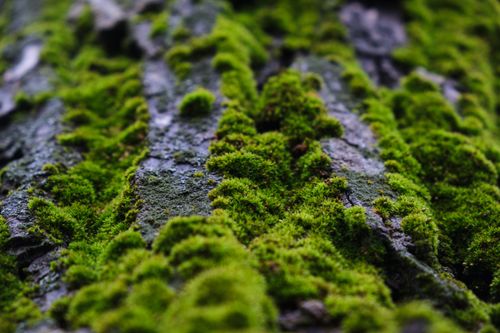 Free Detailed close-up of vibrant green moss covering a textured rock surface outdoors. Stock Photo