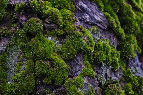 Green Moss on Gray Surface