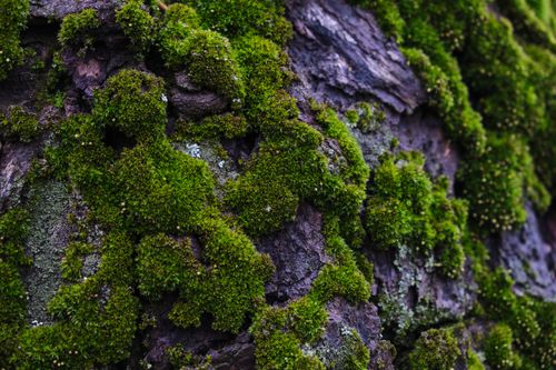 Free Detailed view of lush green moss growing on rugged tree bark, showcasing natural texture. Stock Photo