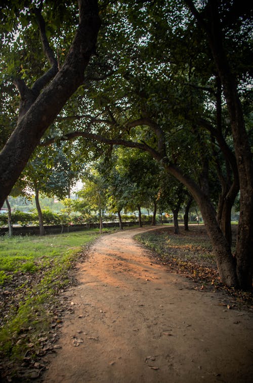 Free A Pathway Between the Trees Stock Photo